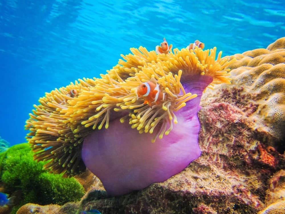 Phuket: Koh Rok and Koh Ha Day Trip Best of Marine Park | ®ExcursionMania - Image 9