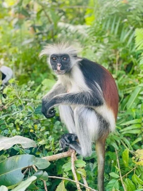 Zanzibar: Stone town Insights & Jozani forest Exploration | ®ExcursionMania - Image 1