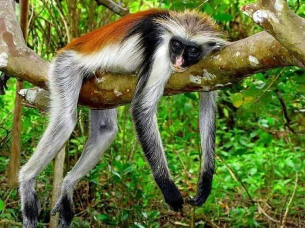 Zanzibar: Stone town Insights & Jozani forest Exploration | ®ExcursionMania - Image 6