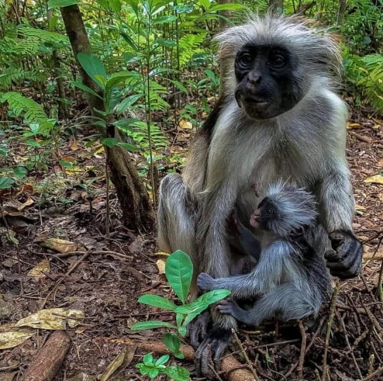 Zanzibar: Stone town Insights & Jozani forest Exploration | ®ExcursionMania - Image 8