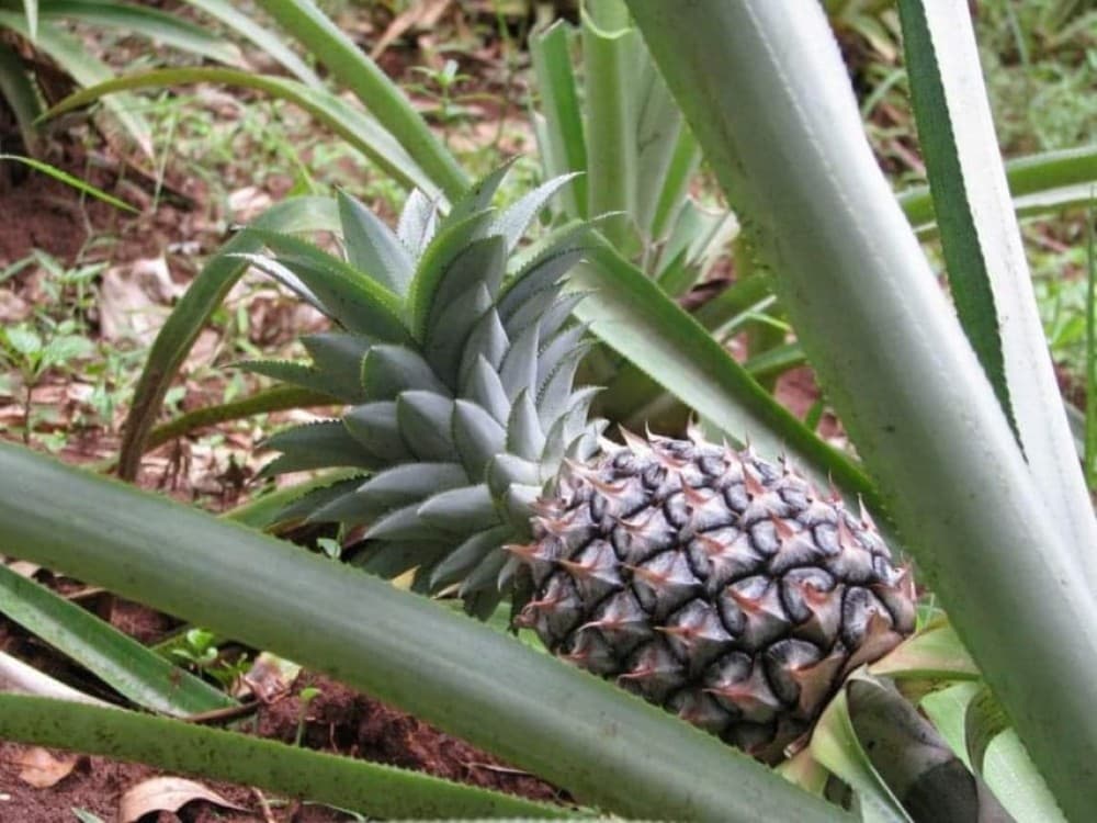 Zanzibar: Spice Tour  Stone Town Walking Tour | ®ExcursionMania - Image 6