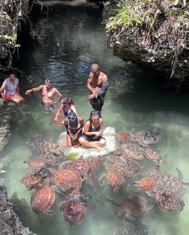Zanzibar: Swim with turtles at Nungwi | ®ExcursionMania - Image 7