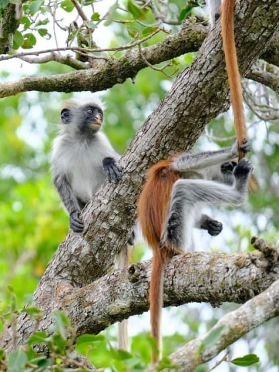 Zanzibar: Jozani and Spice Escape | ®ExcursionMania - Image 1