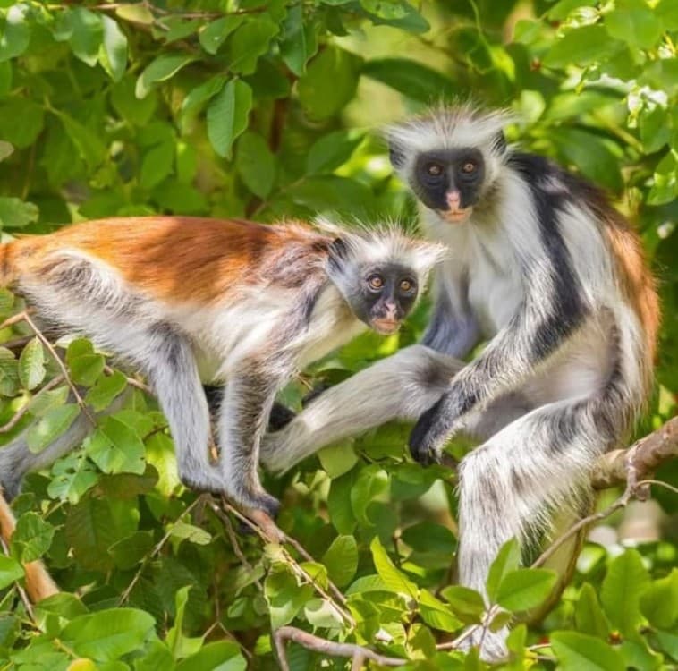 Zanzibar: Jozani and Spice Escape | ®ExcursionMania - Image 6