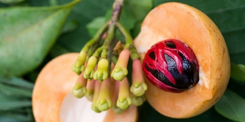 Zanzibar: Jozani and Spice Escape | ®ExcursionMania - Image 8