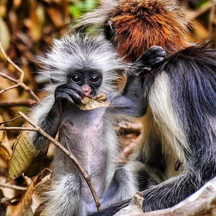 Zanzibar: Jozani and Spice Escape | ®ExcursionMania - Image 10