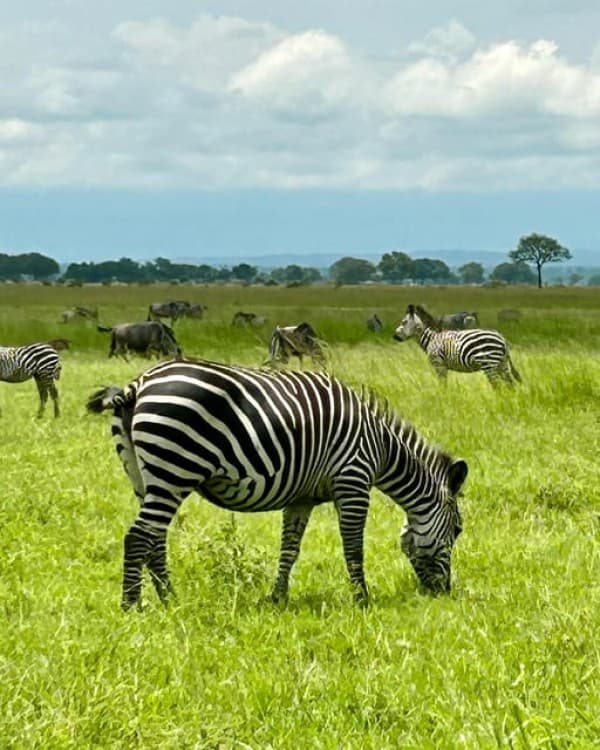 Safari Wildlife 3 Days 2 Night From Zanzibar To Mikumi | ®ExcursionMania - Image 2