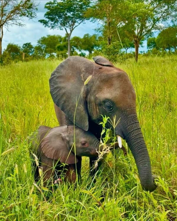 Safari Wildlife 3 Days 2 Night From Zanzibar To Mikumi | ®ExcursionMania - Image 3