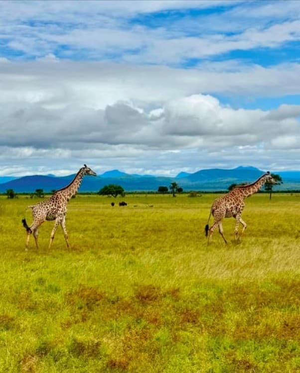 Safari Wildlife 3 Days 2 Night From Zanzibar To Mikumi | ®ExcursionMania - Image 4