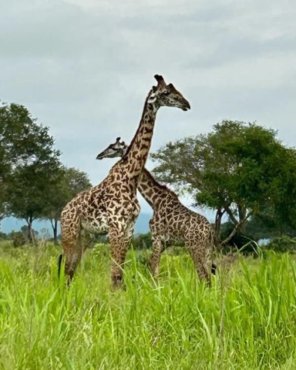 Safari Wildlife 3 Days 2 Night From Zanzibar To Mikumi | ®ExcursionMania - Image 5