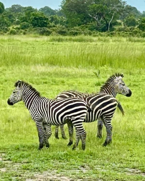 Safari Wildlife 3 Days 2 Night From Zanzibar To Mikumi | ®ExcursionMania - Image 6