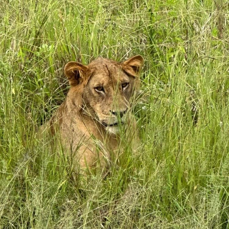 Safari Wildlife 3 Days 2 Night From Zanzibar To Mikumi | ®ExcursionMania - Image 7