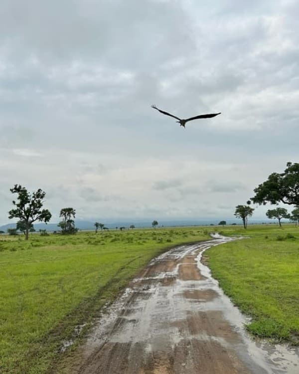 Safari Wildlife 3 Days 2 Night From Zanzibar To Mikumi | ®ExcursionMania - Image 9