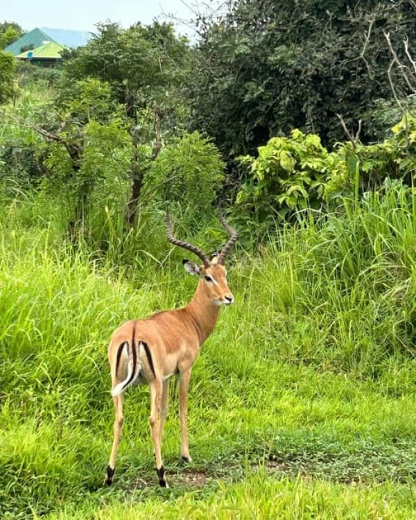 Safari Wildlife 3 Days 2 Night From Zanzibar To Mikumi | ®ExcursionMania - Image 10