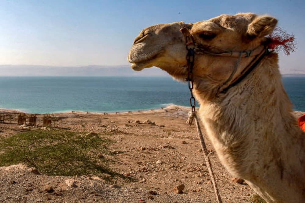 From Amman : Dead Sea , Madaba and Mount Nebo Full Day Tour | ®ExcursionMania - Image 7