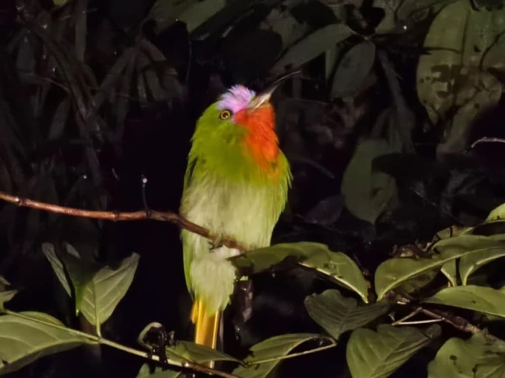 Phuket: Khao Sok 3 Day 2 Night Adventure Escape with 7 Meals | ®ExcursionMania - Image 9