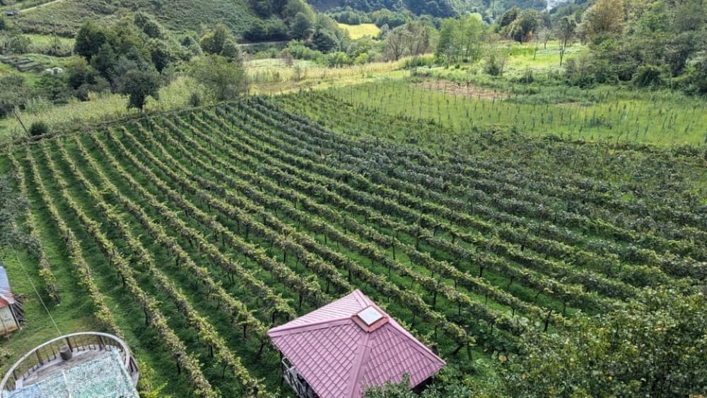 Wine & Dine Tour To Batumi Waterfalls - Mountainous Adjara | ®ExcursionMania - Image 9