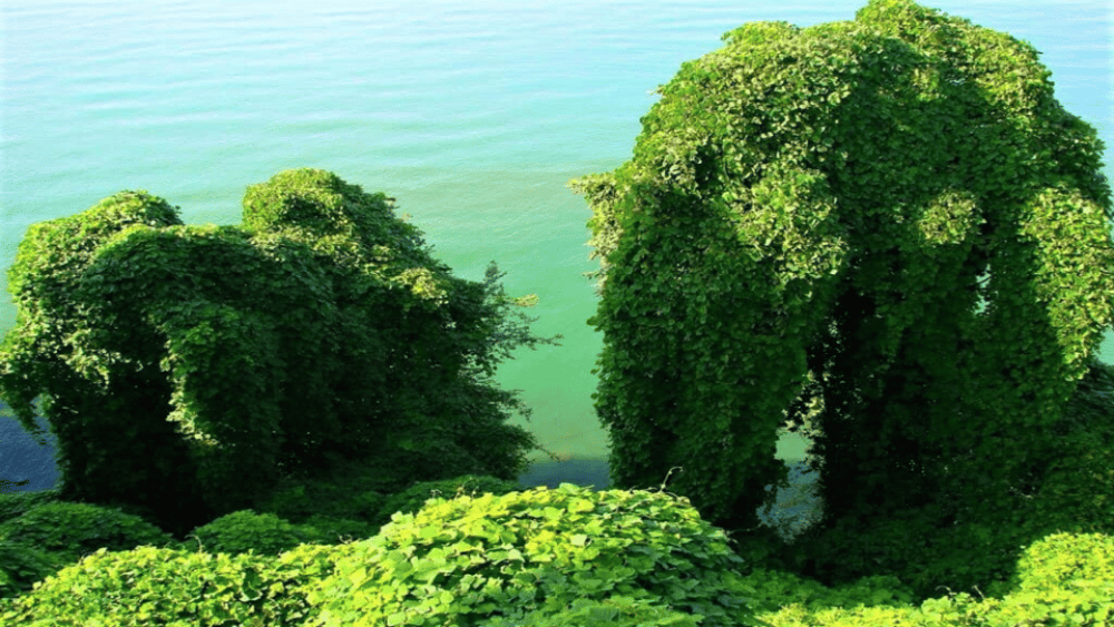 Batumi: Botanical Garden Petra Fortress and Miniatures Park | ®ExcursionMania - Image 9