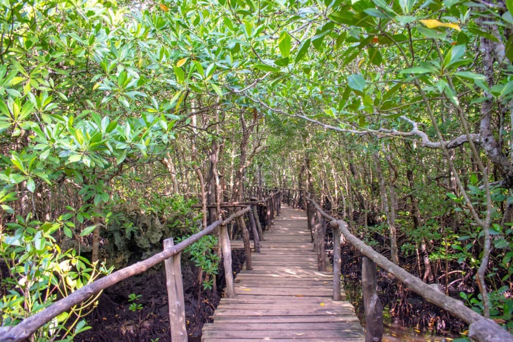 Zanzibar: Jozan Forest, Cave with The Rock Restaurant | ®ExcursionMania - Image 5