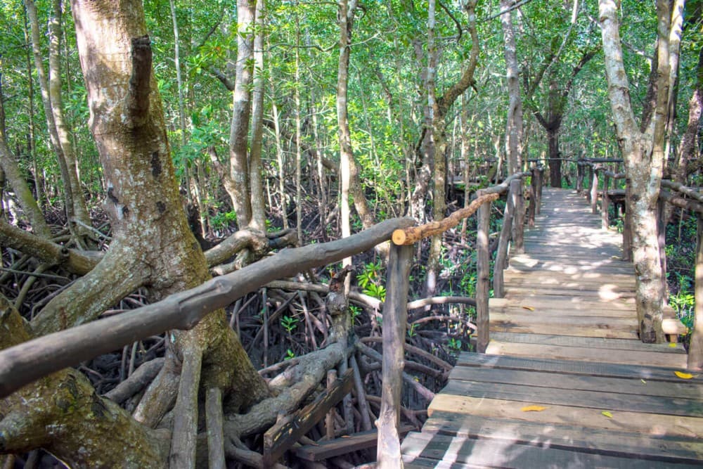 Zanzibar: Jozan Forest, Cave with The Rock Restaurant | ®ExcursionMania - Image 12
