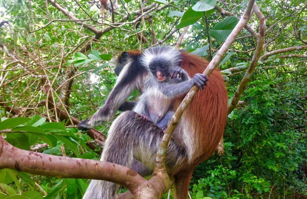 Zanzibar: Jozan Forest, Cave with The Rock Restaurant | ®ExcursionMania - Image 8
