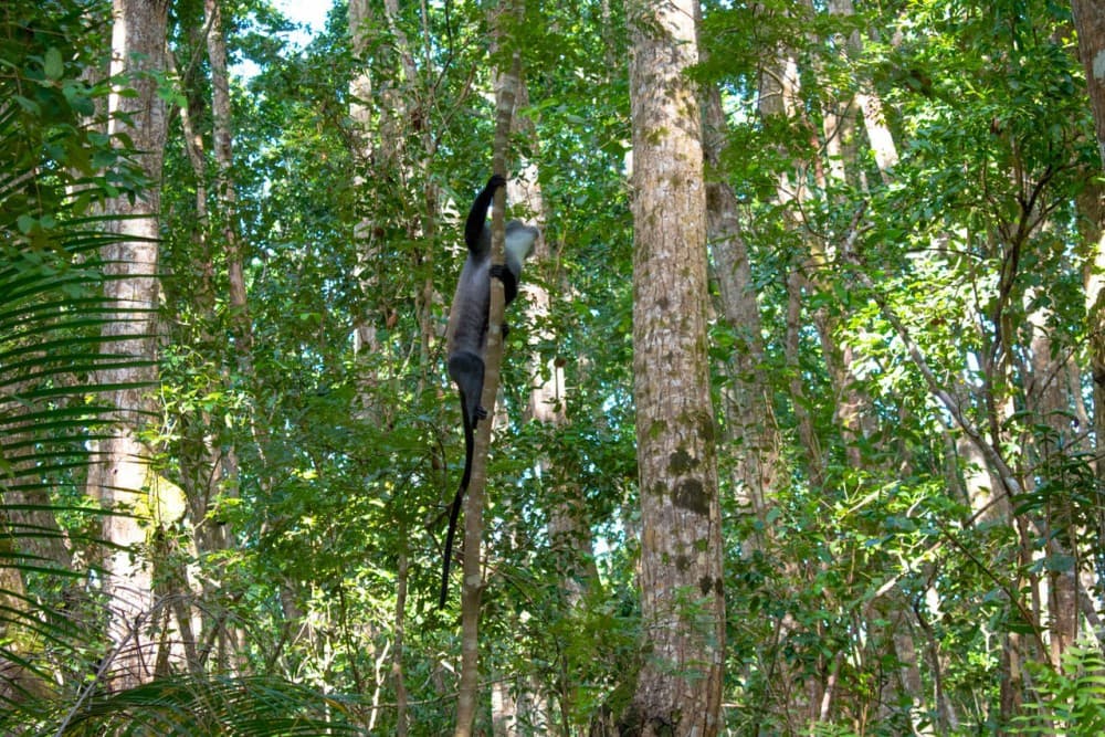 Zanzibar: Jozan Forest, Cave with The Rock Restaurant | ®ExcursionMania - Image 6