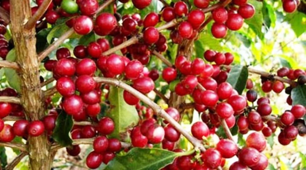 Day trip Fogo island tour from Sao Filipe | ®ExcursionMania - Image 5