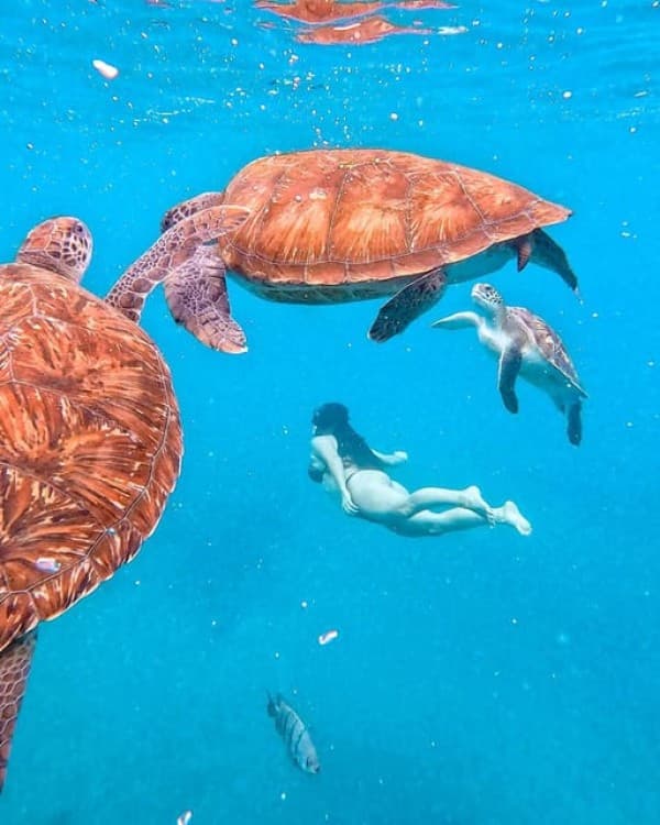 São Pedro Snorkel and Swim with Sea Turtles | ®ExcursionMania - Image 4