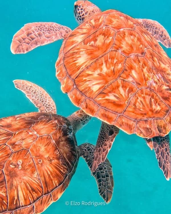 São Pedro Snorkel and Swim with Sea Turtles | ®ExcursionMania - Image 5