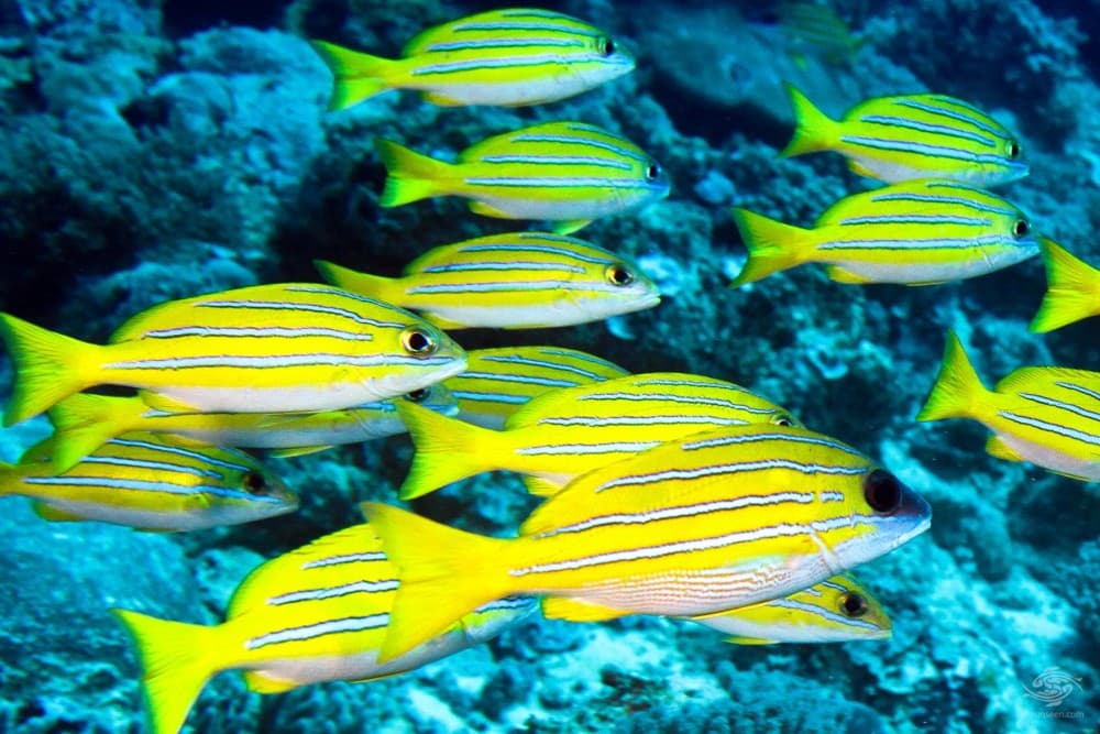 Zanzibar: Starfish, Blue Lagoon, and The Rock Restaurant | ®ExcursionMania - Image 5