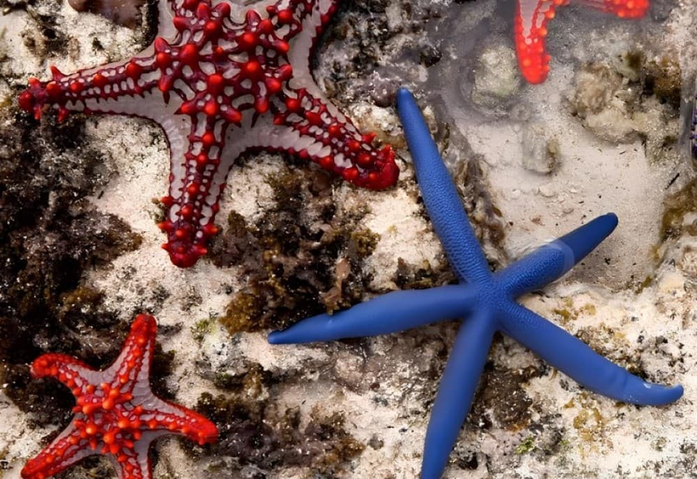 Zanzibar: Starfish, Blue Lagoon, and The Rock Restaurant | ®ExcursionMania - Image 3