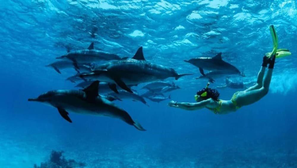 Zanzibar: Mnemba Boat Trip Dolphins Adventure trip | ®ExcursionMania - Image 1