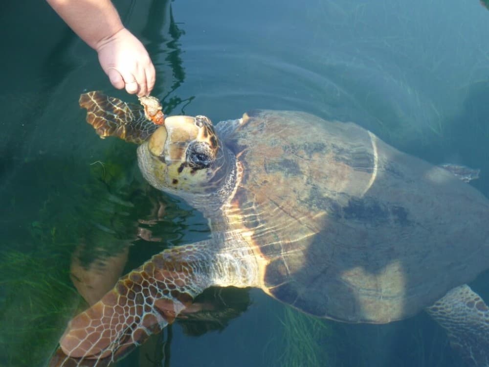 From Fethiye: Dalyan Mud Baths and Turtle Beach Day Tour | ®ExcursionMania - Image 1