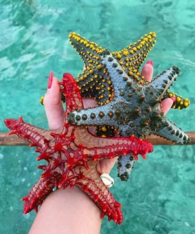 Zanzibar: safari blue adventure | ®ExcursionMania - Image 2