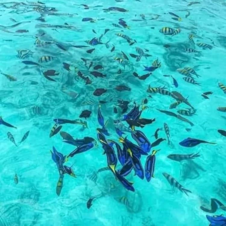 Zanzibar: safari blue adventure | ®ExcursionMania - Image 3