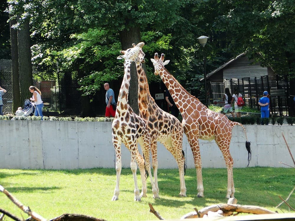 Krakow: Zoo with Hotel Pickup | ®ExcursionMania - Image 2
