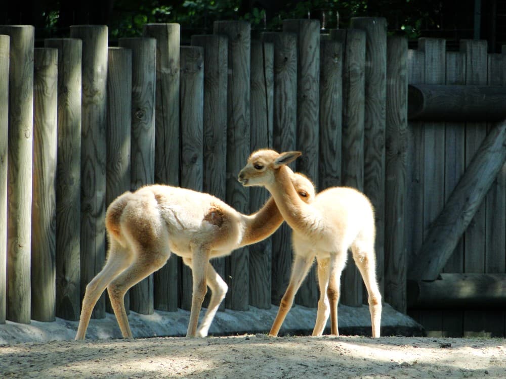 Krakow: Zoo with Hotel Pickup | ®ExcursionMania - Image 7