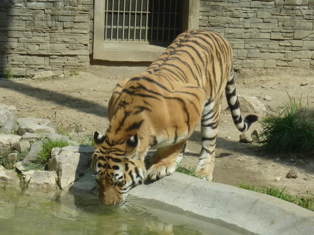 Krakow: Zoo with Hotel Pickup | ®ExcursionMania - Image 6