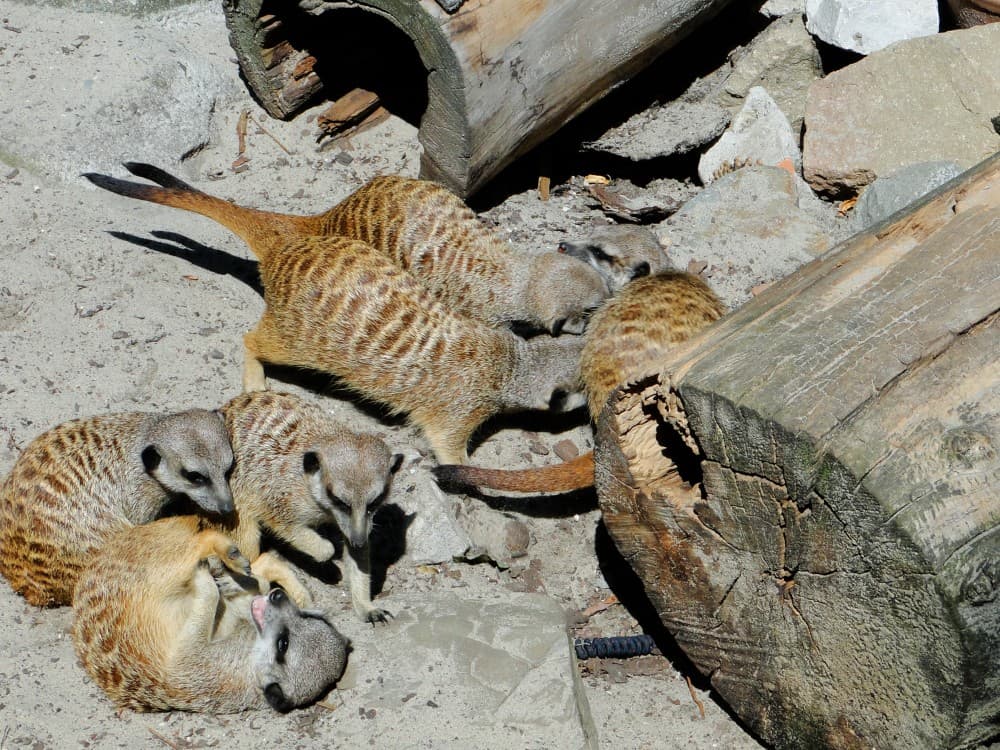 Krakow: Zoo with Hotel Pickup | ®ExcursionMania - Image 8