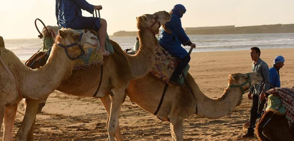 Essaouira: 2-Hour Camel Ride | ®ExcursionMania - Image 11