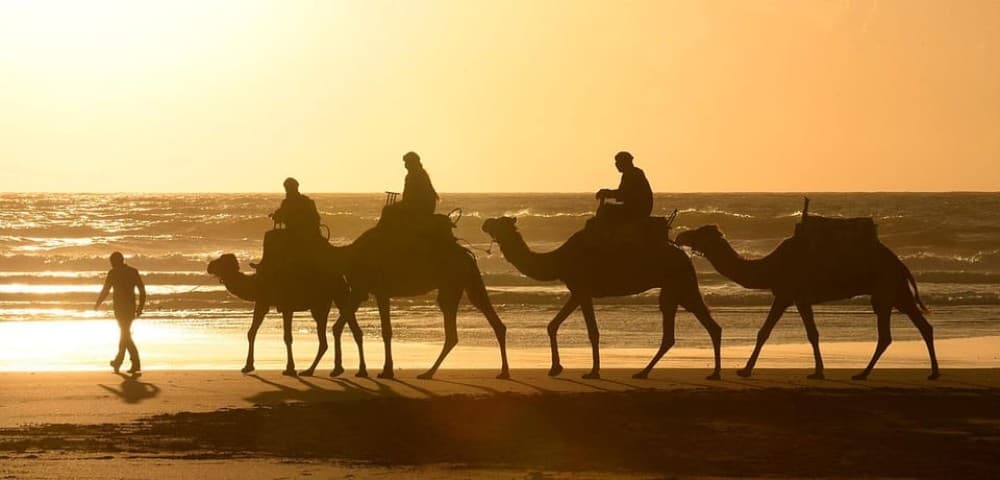 Essaouira: 2-Hour Camel Ride | ®ExcursionMania - Image 4