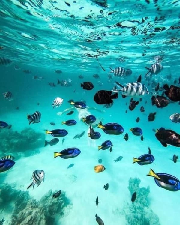 Mnemba island &Nungwi Aquarium & Sunset at kendwa full day | ®ExcursionMania - Image 8