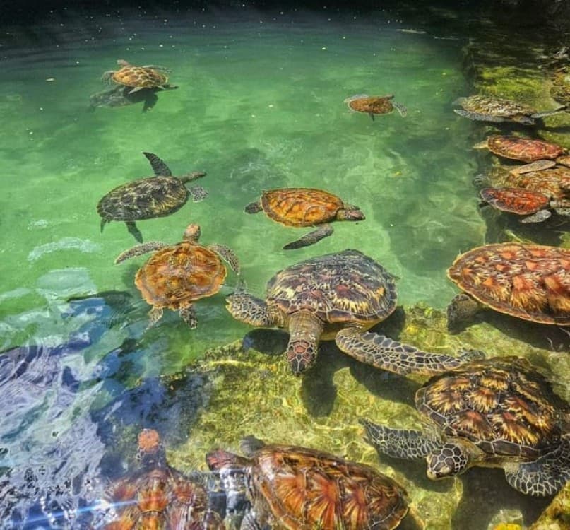 Mnemba island &Nungwi Aquarium & Sunset at kendwa full day | ®ExcursionMania - Image 10