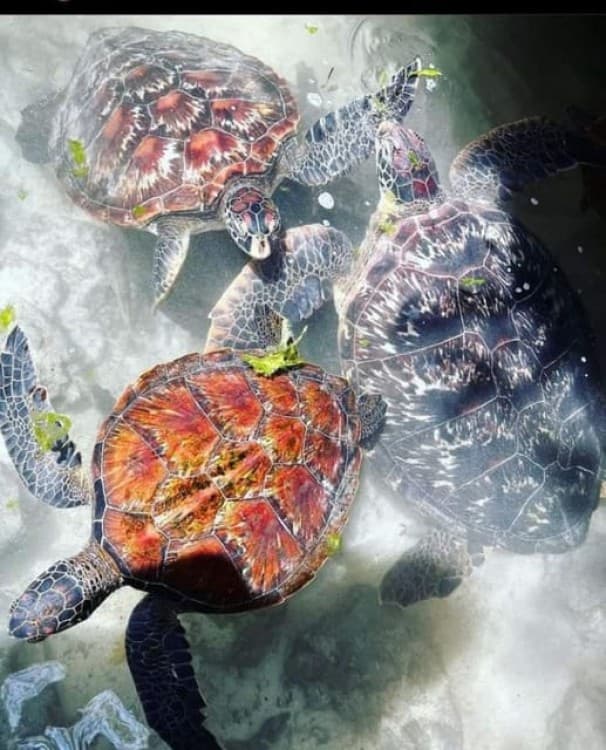 Mnemba island &Nungwi Aquarium & Sunset at kendwa full day | ®ExcursionMania - Image 11