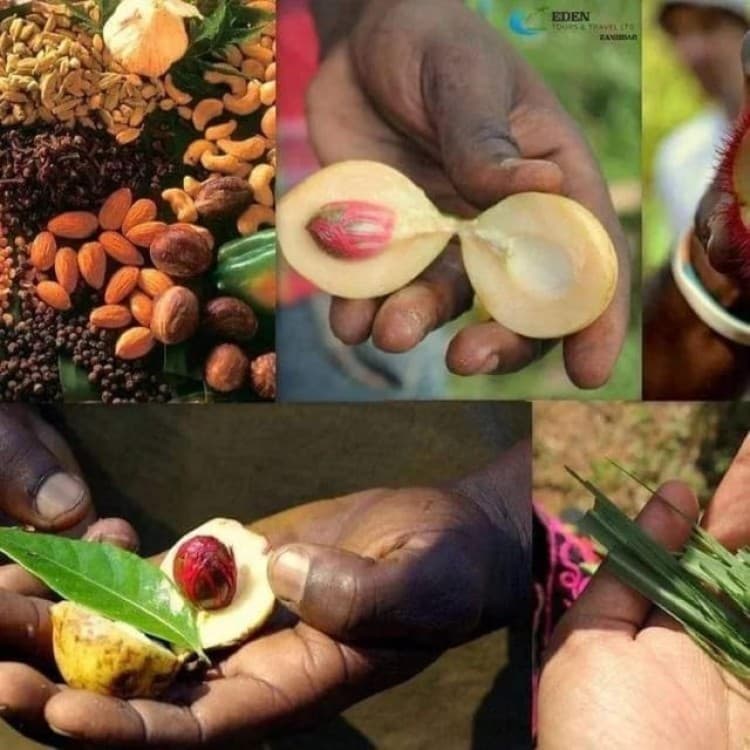 Zanzibar: Stone town walking tour Prison Island and spice | ®ExcursionMania - Image 4