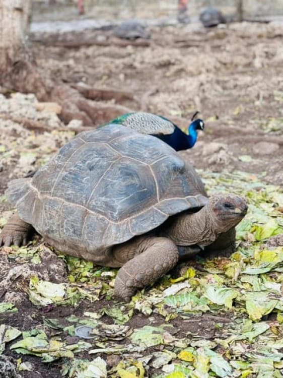 Zanzibar: Stone town walking tour Prison Island and spice | ®ExcursionMania - Image 6
