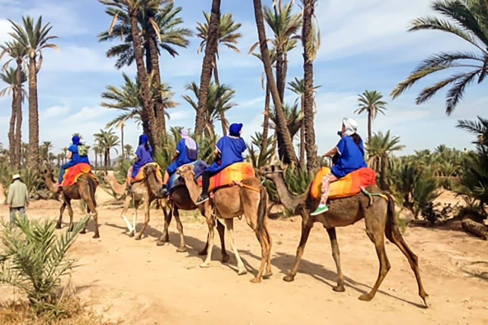 Camel Ride Palmeraie Marrakech Round Trip | ®ExcursionMania - Image 4
