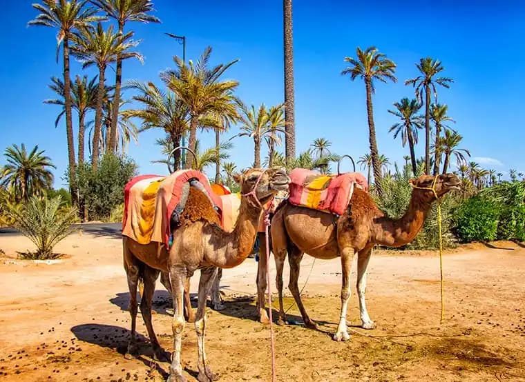 Camel Ride Palmeraie Marrakech Round Trip | ®ExcursionMania - Image 6