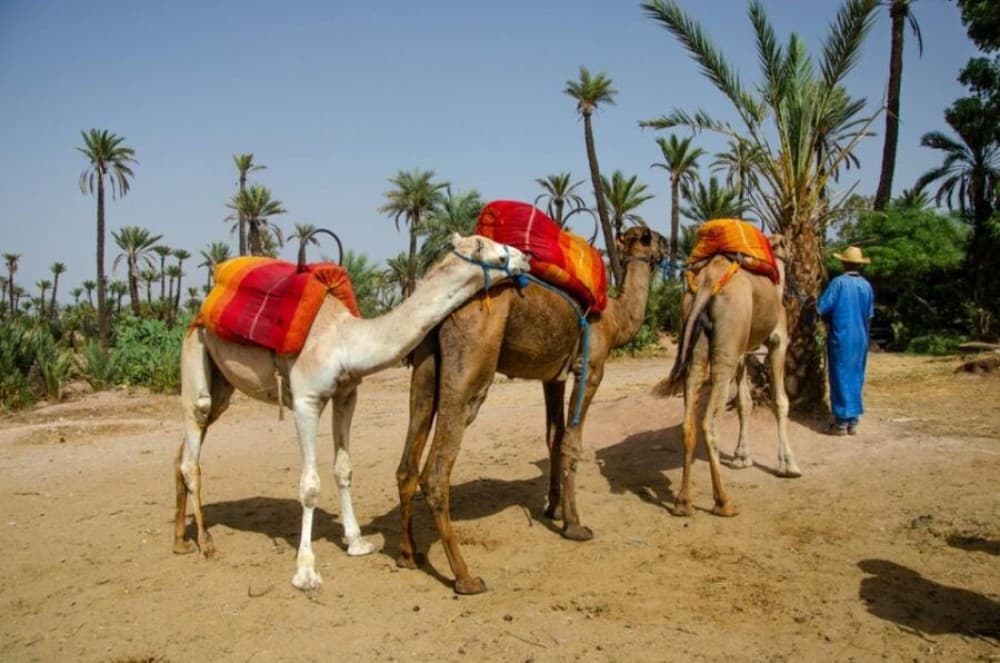 Marrakech Day Trip from Casablanca | ®ExcursionMania - Image 1