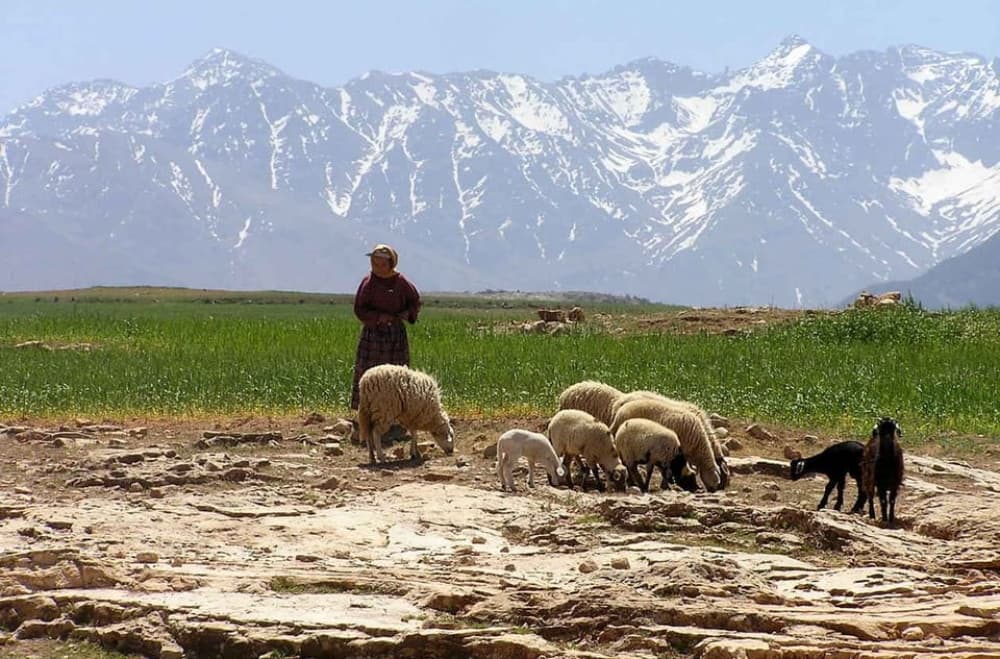 Marrakech: Atlas Mountains and Desert Jeep Safari with Lunch | ®ExcursionMania - Image 7